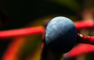 blaue Frucht an rotem Stengel