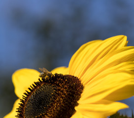 Sonnenblume mit Biene