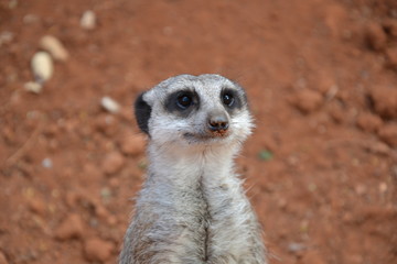 Meerkat (Suricata suricatta) closeup. Suricate - small carnivoran portrait