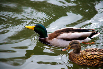 beautiful brown mallard duck with a natural alpine lake surrounded by grass in the austrian alps