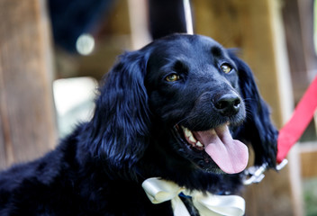 faithful family member dog looking pride at its human pack and spreading happiness