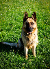 faithful family member dog looking pride at its human pack and spreading happiness