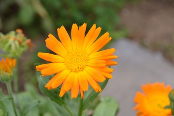 Closeup photograph of a Calendula Officinalis (common marigold) flower.