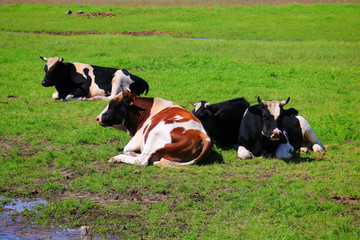 Fototapeta premium Free and happy cows are resting and lying on a green pasture