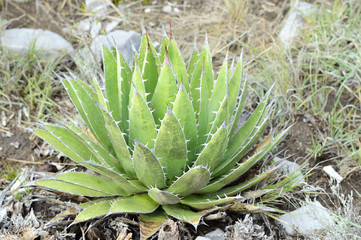 green agave plant