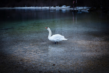 Swan swimming in a enormous river sea lake high in the alps in winter