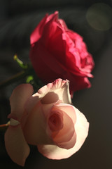 A vivid closeup image of a light pink rose and a red blurred rose against a black backgound.