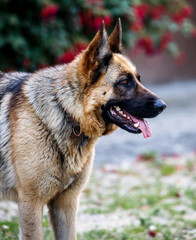 faithful family member dog looking pride at its human pack and spreading happiness