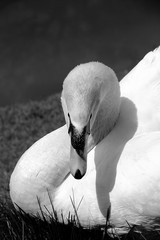 Gracefully resting swam with its head pointing down on a monochrome background in a park.It&acute;s the largest waterfowl species.Black and white  image.