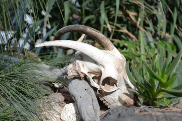 Fototapeta na wymiar Goat skull with horns. Goat skull lying in the grass. Head bones. Closeup