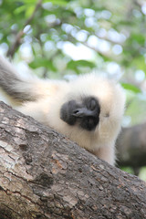 Sleeping Asian black face monkey