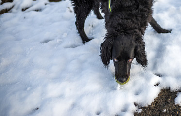 faithful family member dog playing with its human pack and spreading happiness in the snow on a field