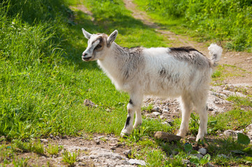 Cute baby goat stands among the grass on a mountain path
