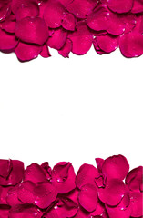 White background for advertising with a frame of pink rose petals.