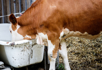 cow at a old farm in its natural environment sleeping eating drinking in its barn