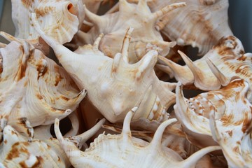 Pile of lambis shells for sale on the beach market.  Lambis scorpius, common name the scorpion conch or scorpion spider conch. Natural background photo