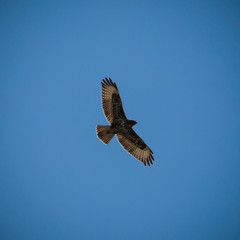 mighty eagle flying high in the beautiful blue cloudy sky showing its silhouette in spring