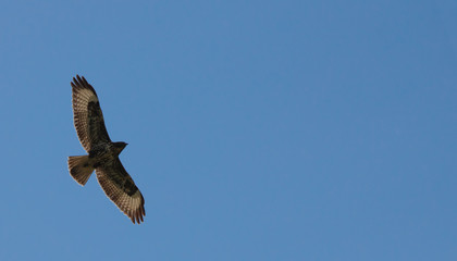 mighty eagle flying high in the beautiful blue cloudy sky showing its silhouette in spring