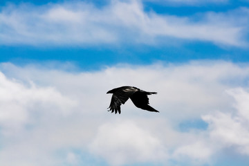black raven flying high in the beautiful blue cloudy sky showing its silhouette in spring