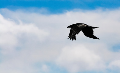 black raven flying high in the beautiful blue cloudy sky showing its silhouette in spring