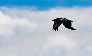 black raven flying high in the beautiful blue cloudy sky showing its silhouette in spring