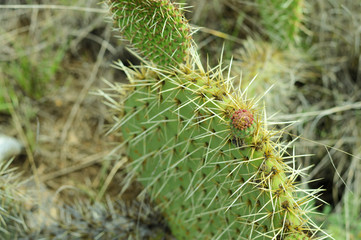 detail of prickly pear with fruit