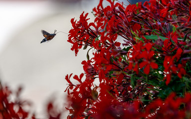 butterfly looking for lunch at a very fresh red blossom plant on balcony in spring
