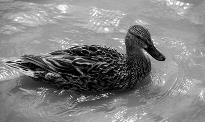 beautiful brown mallard duck with a natural alpine lake surrounded by grass in the austrian alps
