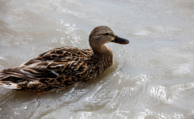 beautiful brown mallard duck with a natural alpine lake surrounded by grass in the austrian alps