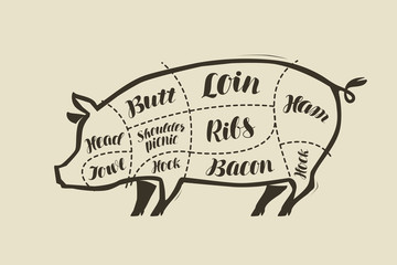 Pig meat cutting. Menu for restaurant or butcher shop. Vector vintage
