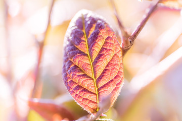 Colourful leaves background on blurred greenery leaf bokeh in garden summer with copy space