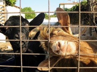 Domestic brown and black goats looking through the fence. Hungry greek goat sticking mouth and face through the fence