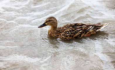beautiful brown mallard duck with a natural alpine lake surrounded by grass in the austrian alps