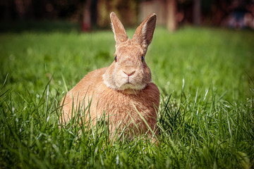 Rabbit