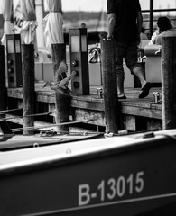 mallard jumping from the gangplank and fly away