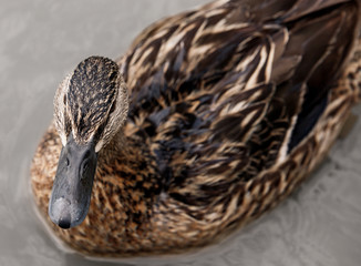 beautiful brown mallard duck with a natural alpine lake surrounded by grass in the austrian alps