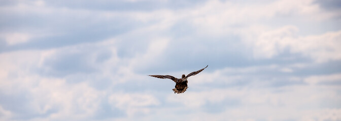 Mallard fly away high up in the sky in front of summer clouds