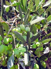 Green olives on the olive tree. The olive, known by the botanical name Olea europaea and its fruits