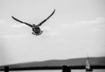 Mallard fly away high up in the sky in front of summer clouds