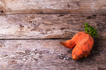 Trendy ugly organic carrot from home garden on barn wood table.