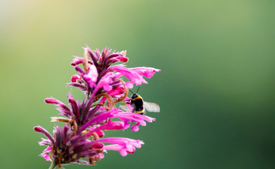 Tiny bee on a pink blossom plant with huge depth of field and green background in spring
