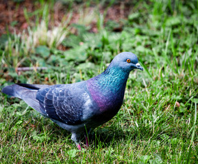 Young dove with a very colourful reflection in its feather in the grass ground looking for worms and berries