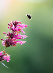 Tiny bee on a pink blossom plant with huge depth of field and green background in spring