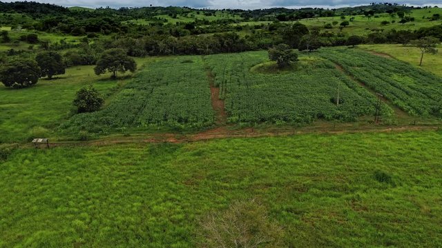 Slow aerial drone shot flying over crops in a small farm field in Brazil