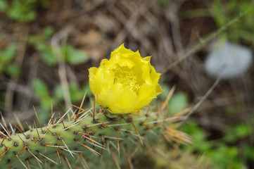 little yellow flower in prickly pear