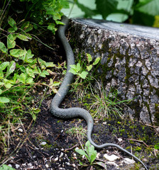 green snake escapes from the camera into the woods in spring