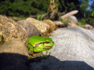  Lake or Pool Frog (Pelophylax lessonae), Marsh frog (Pelophylax ridibundus), edible frog (Pelophylax esculentus) on the edge of the pond. Cute green frog hiding beetween stones