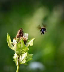 tiny bee on a green blossom plant with huge depth of field and green background in spring