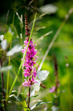 white butterfly on a pink blossom plant with huge depth of field and green background in spring