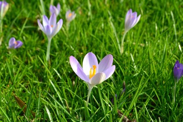 Closeup photograph of puCloseup photograph of purple crocuses in grassple crocuses in grass